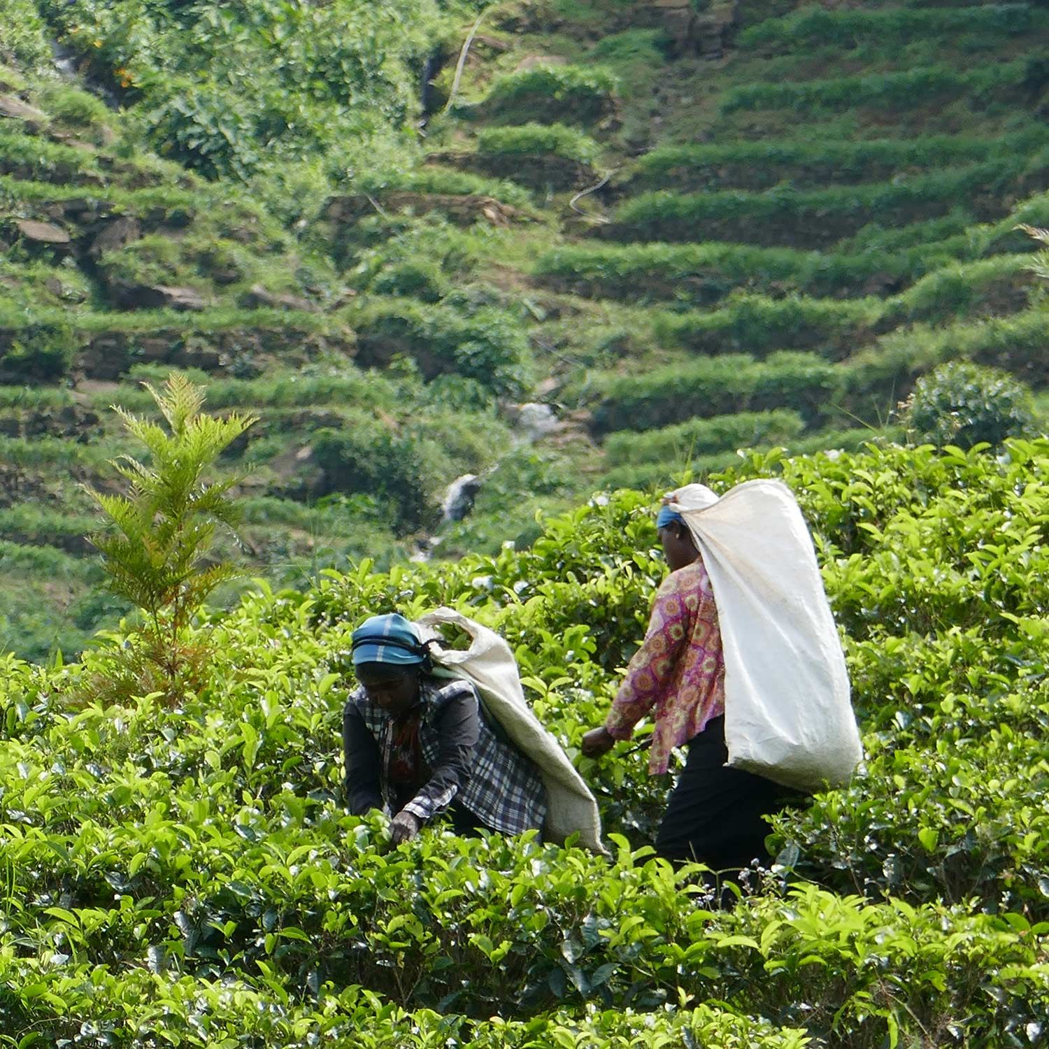 Teepflücker in Sri Lanka
